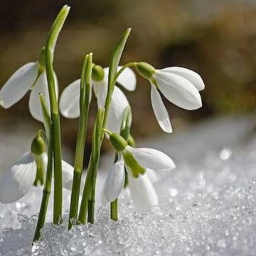 Дівчина весна - Bimoris Радіо Прищепкін TOP40.IN.UA